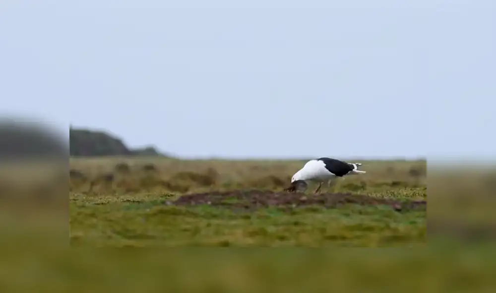 Una gaviota se encontró con un conejo y hizo algo insólito, lo cual dejó a miles atónitos. Una gaviota se encontró con un conejo y hizo algo insólito, lo cual dejó a miles atónitos.