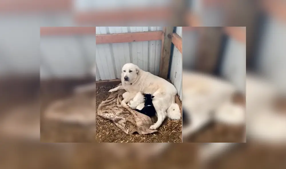 Video es viral en YouTube. Dueña de la perra se percató de la emotiva escena y no dudó en grabarla para compartirla en redes Video es viral en YouTube. Dueña de la perra se percató de la emotiva escena y no dudó en grabarla para compartirla en redes