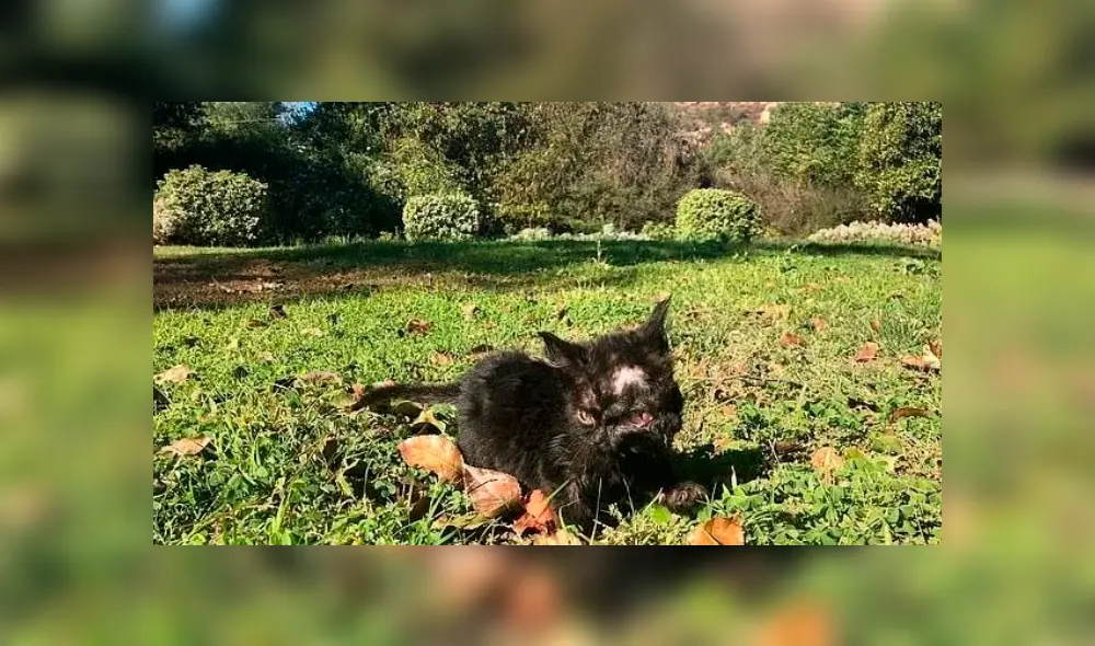 Conoce la dramática historia de la gata con dos caras que ha causado gran conmoción [VIDEO]