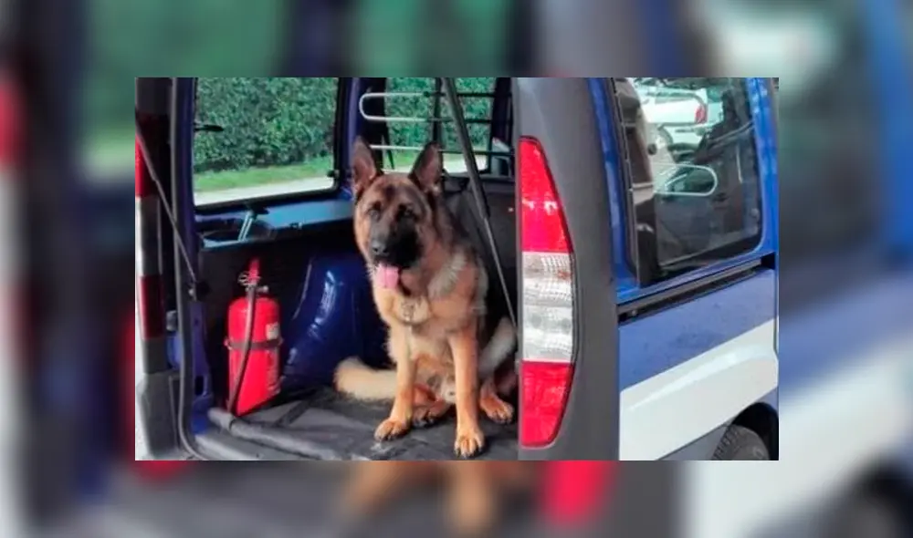 Traficantes escriben una carta de despedida a perro fallecido y dejan “curioso regalo” [FOTO]