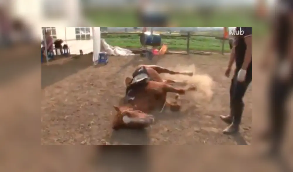 En Facebook, un caballo llamó la atención de sus cuidadores por su inusual comportamiento.