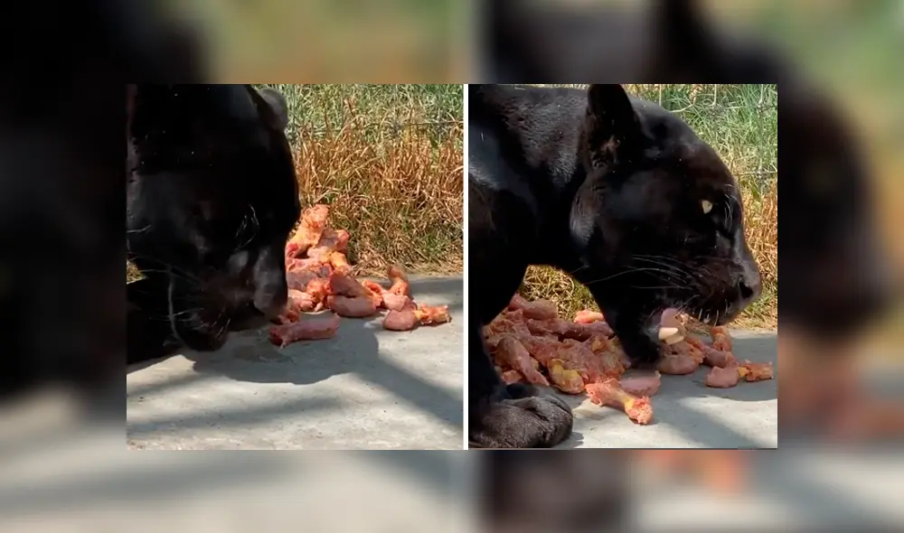 Desliza hacia la izquierda para ver la inesperada reacción de una pantera. Imágenes de Facebook.