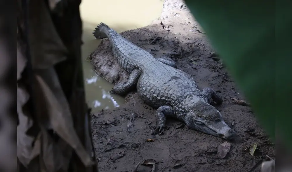 Conoce el Parque Natural de Pucallpa, un zoológico en medio de la selva [FOTOS]
