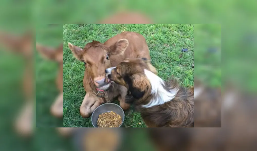 Desliza las imágenes para ver más detalles de esta conmovedora historia que es viral en YouTube.