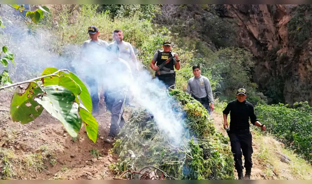 Policías procedieron na erradicar e incinerar la marihuana. Policías procedieron na erradicar e incinerar la marihuana.