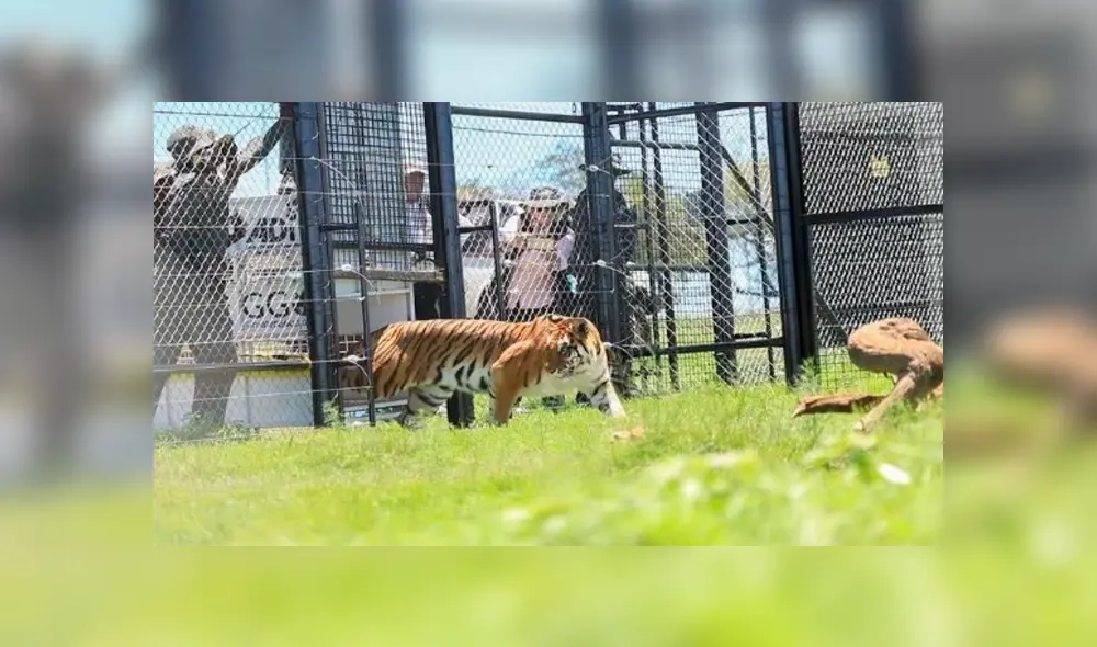 Operación Libertad: rescatan 17 felinos de un circo y los trasladan a reserva natural en Sudáfrica [VIDEO] 