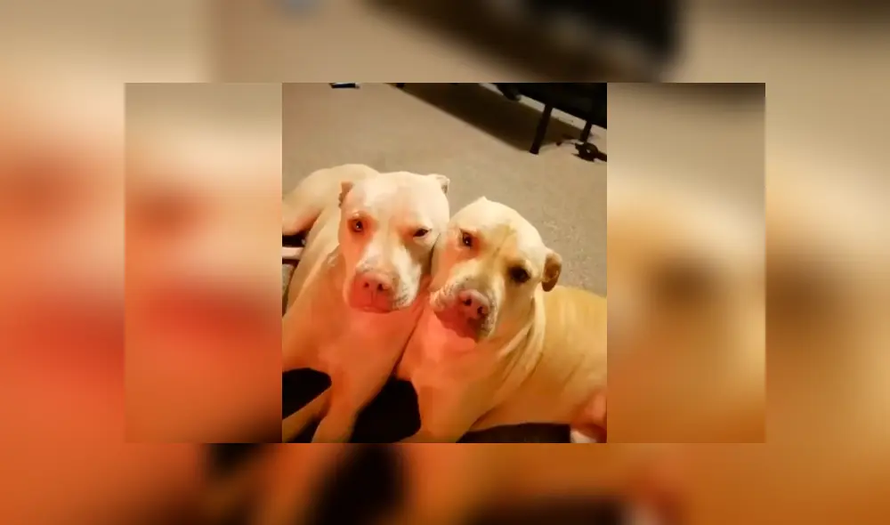 Desliza las imágenes para observar el amoroso momento de dos perros que aprovecharon estar solos en casa. Foto: Captura. Desliza las imágenes para observar el amoroso momento de dos perros que aprovecharon estar solos en casa. Foto: Captura.