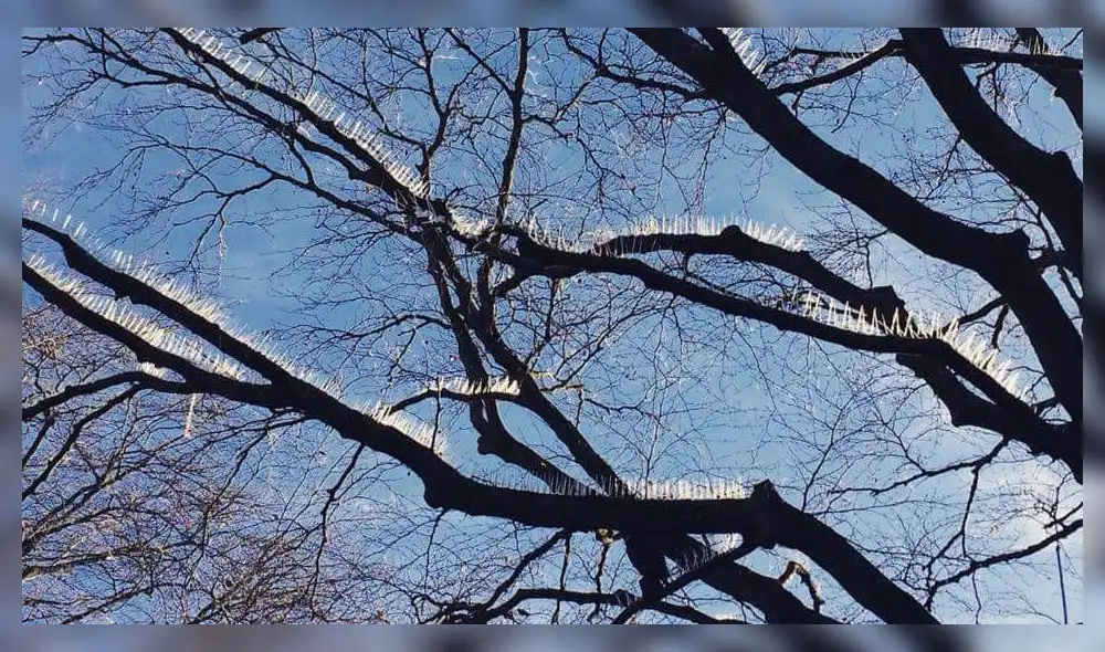 Twitter: empresa instala púas en árbol para evitar que pájaros ensucien sus autos