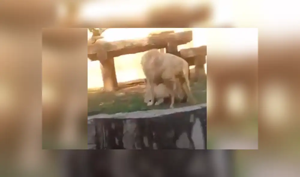 YouTube viral: ingeniosa madre usa gran truco para que su hijo no vea a dos leones en momento íntimo [VIDEO]