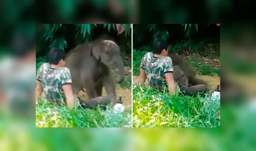Elefante bebé fue liberado en su hábitat natural después de cinco meses, pero regresó al regazo de su cuidador tras ser abandonado por su manada