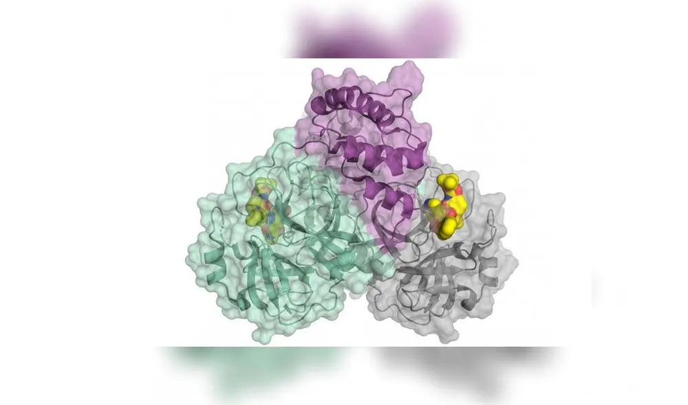 Representación esquemática de la proteasa del coronavirus. Crédito: Helmholtz-Zentrum Berlín. Representación esquemática de la proteasa del coronavirus. Crédito: Helmholtz-Zentrum Berlín.
