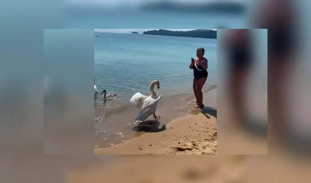 YouTube viral: intenta tomarse 'selfie' con cisne y queda aterrada segundos después [VIDEO]