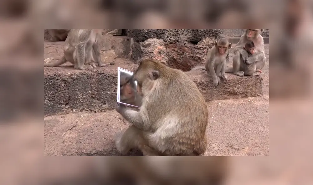 Un video viral muestra la reacción de un grupo de monos viéndose por primera vez frente a un espejo. Un video viral muestra la reacción de un grupo de monos viéndose por primera vez frente a un espejo.