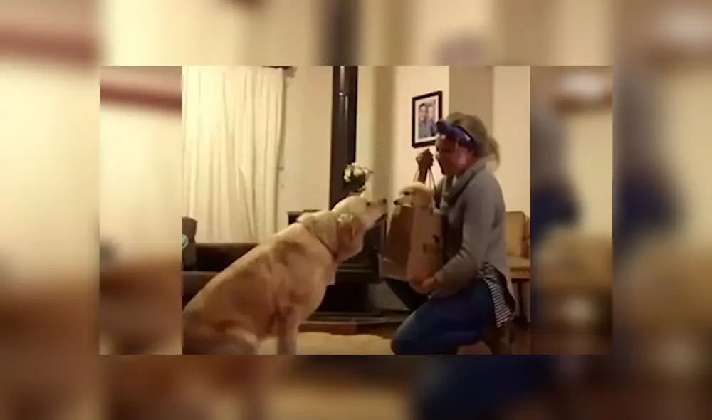 Desliza las imágenes para observar el inesperado comportamiento del perro tras conocer a su nuevo compañero.