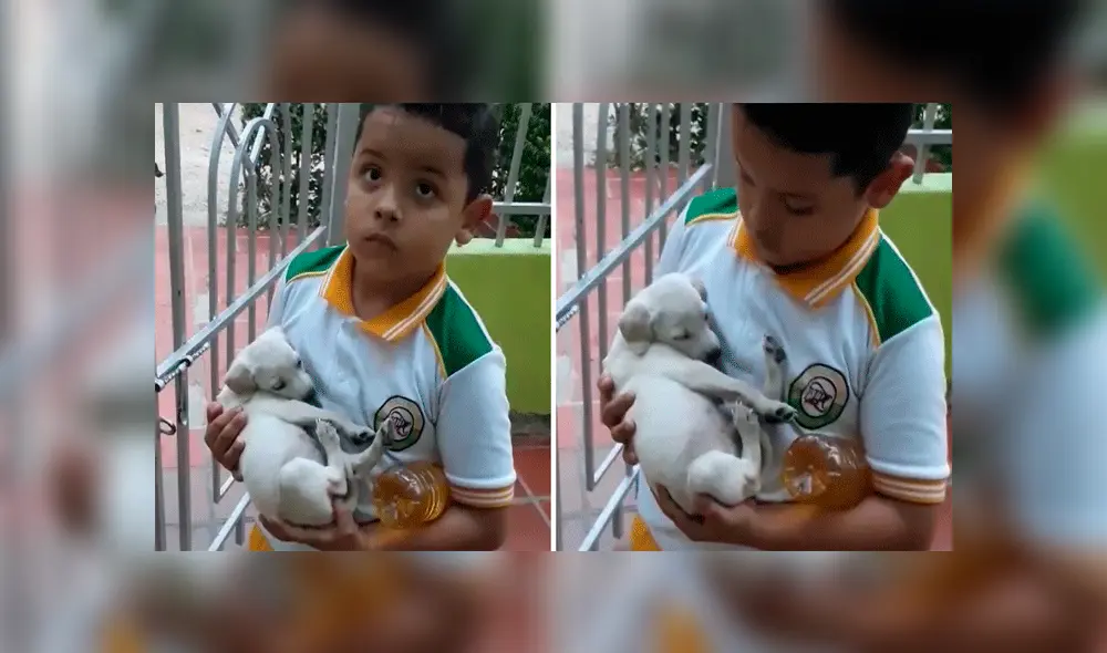 Niño es enviado a comprar a la tienda y regresa a casa con un cachorro en brazos [VIDEO]