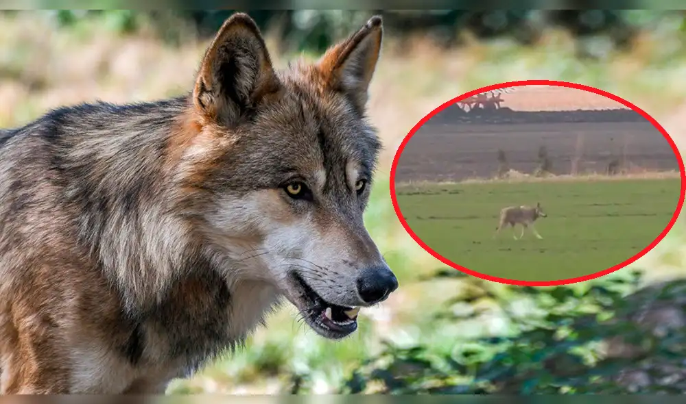 Un cazador asesina a la última loba salvaje en Dinamarca