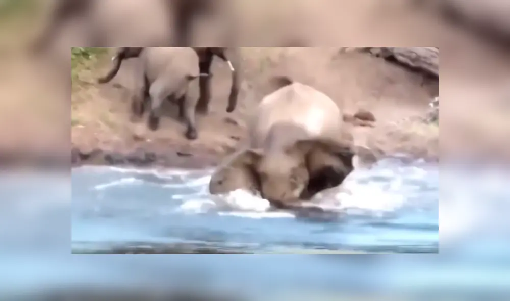 Un video viral de Facebook registró el brutal ataque que sufrió un elefante por un feroz cocodrilo, que emergió del río para arrancarle la trompa. Un video viral de Facebook registró el brutal ataque que sufrió un elefante por un feroz cocodrilo, que emergió del río para arrancarle la trompa.