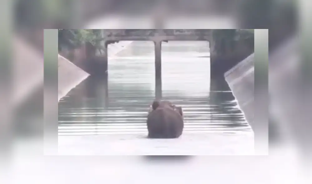 Elefante bebé queda atrapado en canal peligroso y pobladores hacen lo imposible por rescatarlo [VIDEO]