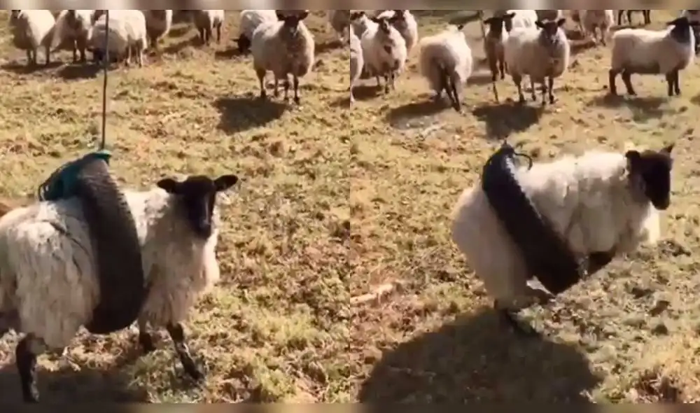 YouTube:  oveja genera risas por su curiosa forma de divertirse en el campo [VIDEO] 