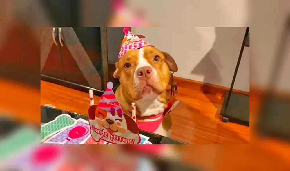 Científicos hallan nueva fórmula para saber qué edad tiene tu mascota en años humanos