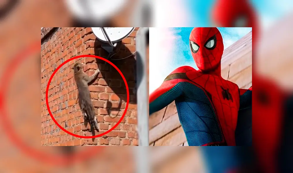 Facebook: Gato copia las técnicas de Spider-Man y logra lo imposible