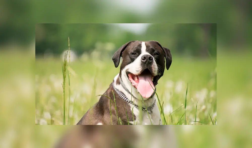 Hombre muere con extraña infección por lamedura de su propio perro