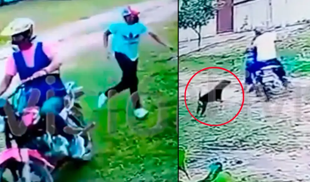El robo acabó frustrado por la heroica acción de un perro. Foto: captura/Twitter @NotivisionBO
