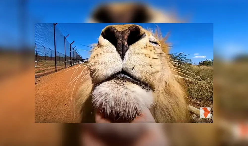 Desliza hacia la izquierda para ver las imágenes del viral de YouTube. Foto: The Lion Whisperer. Desliza hacia la izquierda para ver las imágenes del viral de YouTube. Foto: The Lion Whisperer.