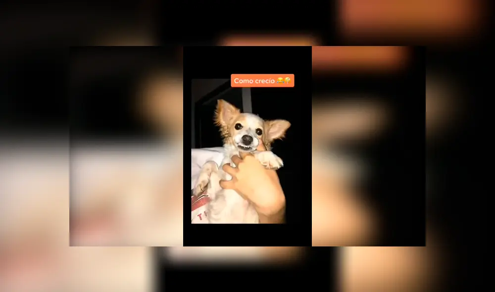 Desliza las imágenes hacia la izquierda para saber sobre la verdadera raza de un perro que fue acogido por una joven.