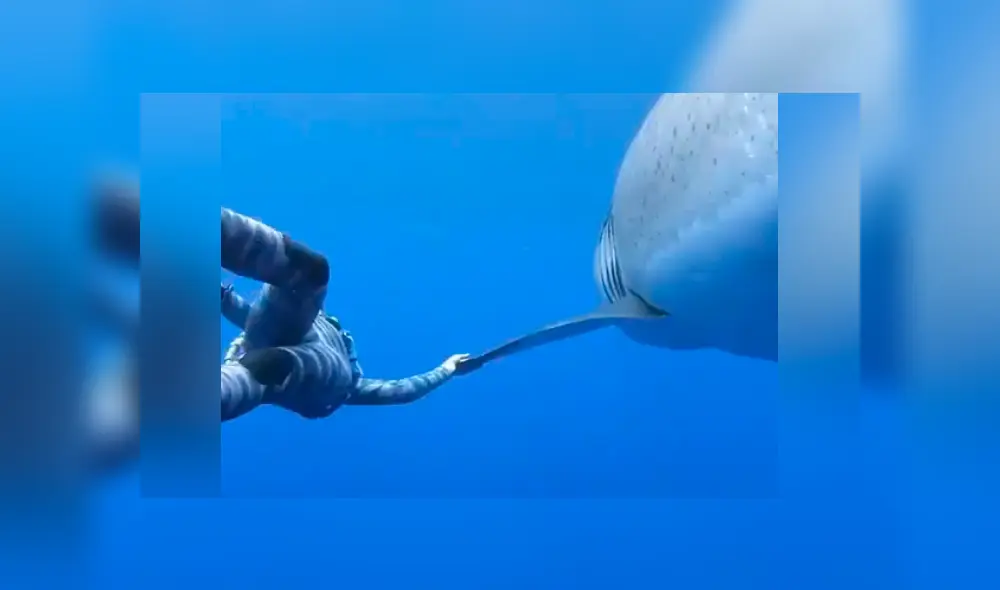 Desliza hacia la izquierda para ver el momento en que un tiburón nada al lado de un buzo en Estados Unidos. El video es viral en Facebook.