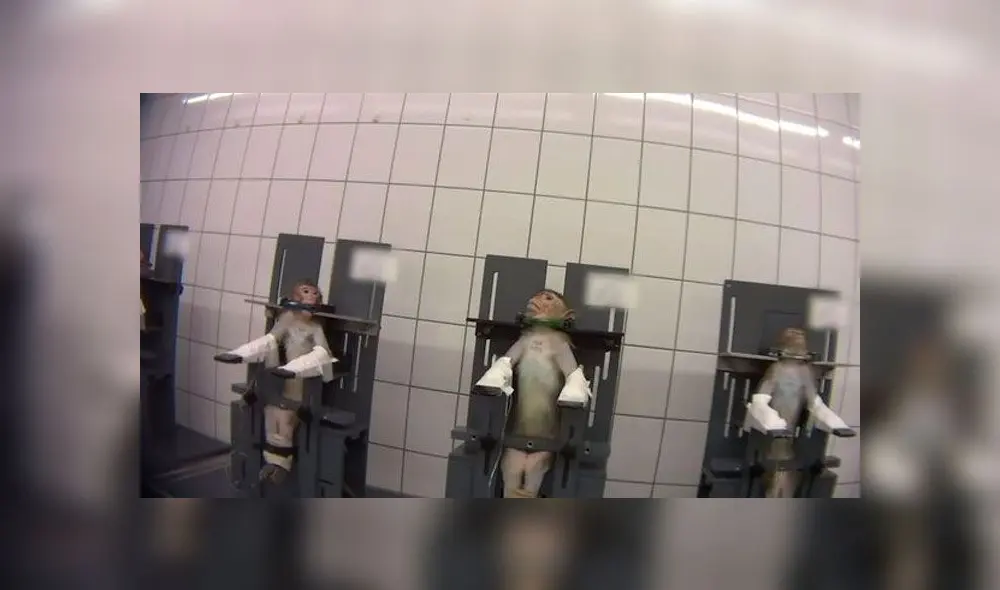 Video revela brutal maltrato contra monos y animales domésticos en laboratorio. Foto: Captura Video revela brutal maltrato contra monos y animales domésticos en laboratorio. Foto: Captura