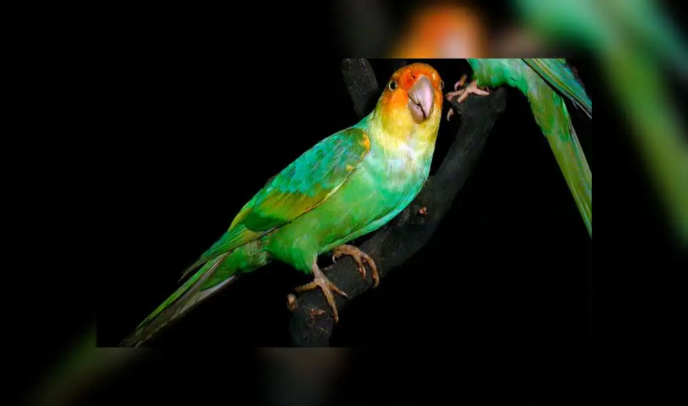 La cotorra de Carolina desapareción en la primera mitad del siglo XX. Foto: Difusión.