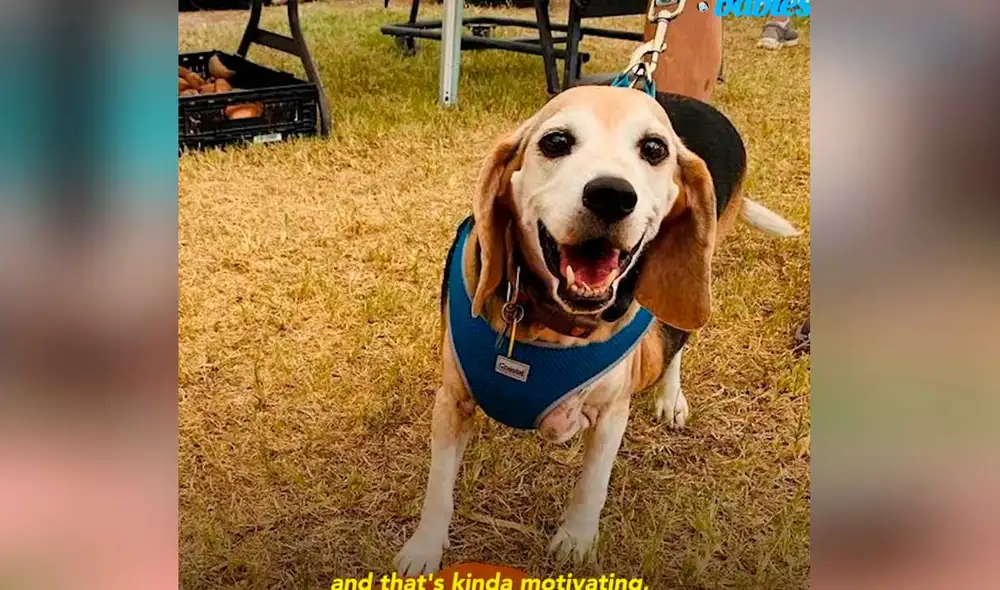 YouTube viral: perrito abandonado pierde más de 22 kilos con la ayuda de su nueva dueña YouTube viral: perrito abandonado pierde más de 22 kilos con la ayuda de su nueva dueña