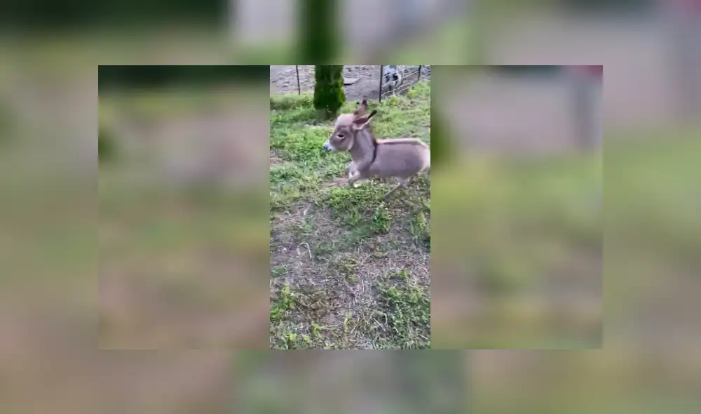 Desliza para ver los detalles de este gracioso video viral de Facebook. Foto: Captura. Desliza para ver los detalles de este gracioso video viral de Facebook. Foto: Captura.