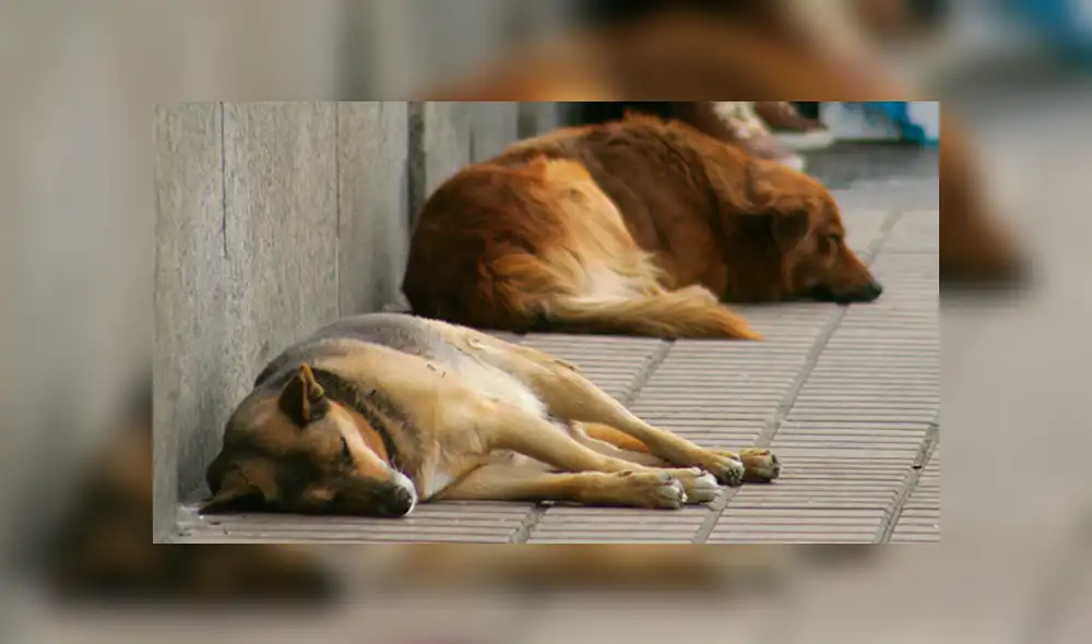 Un vecino de la zona rescató al perro que fue apuñalado por desconocidos. (Foto: Referencial)
