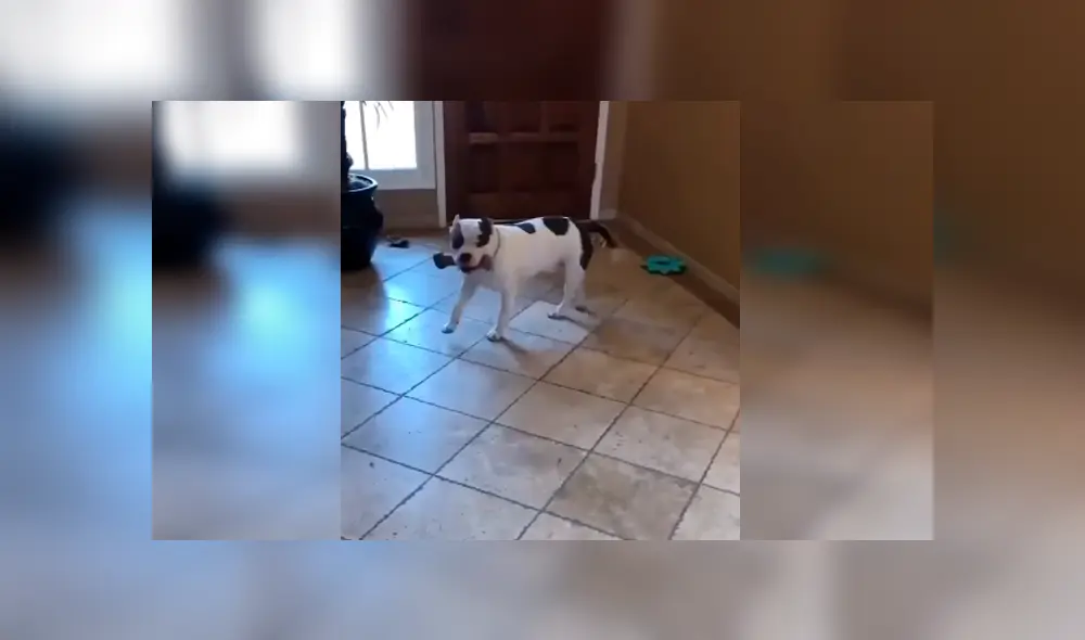 Desliza las imágenes hacia la izquierda para apreciar la conmovedora escena de un perro tras recibir una sorpresa de su amo. Desliza las imágenes hacia la izquierda para apreciar la conmovedora escena de un perro tras recibir una sorpresa de su amo.