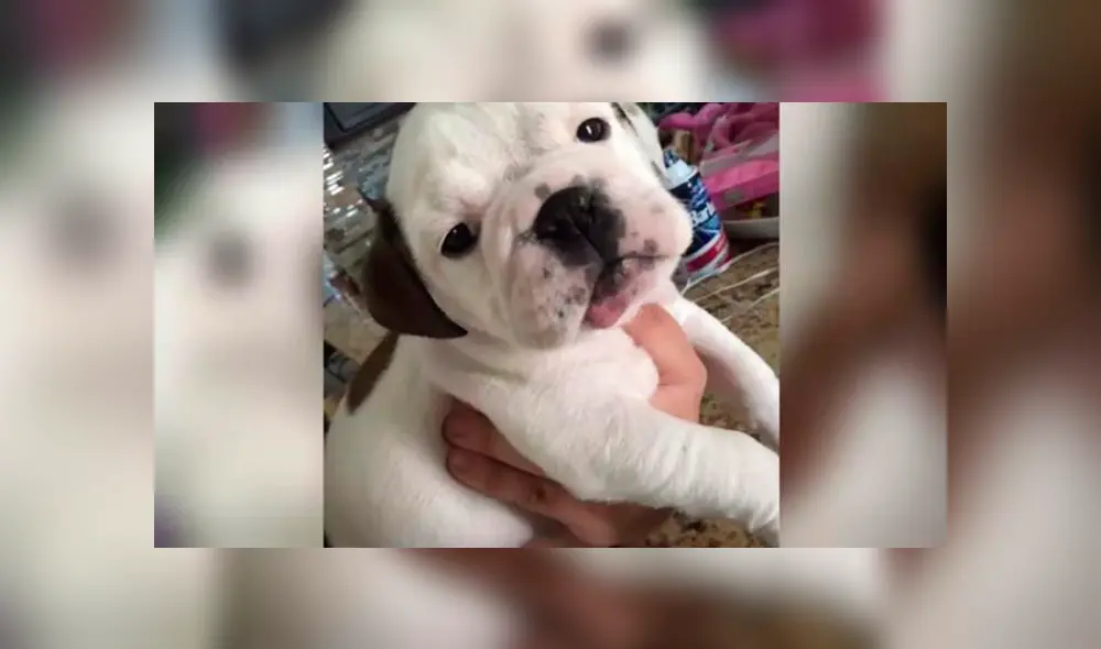 Bulldog muere aplastado por mesa de spa luego que dueña lo dejara para su baño [VIDEO] 