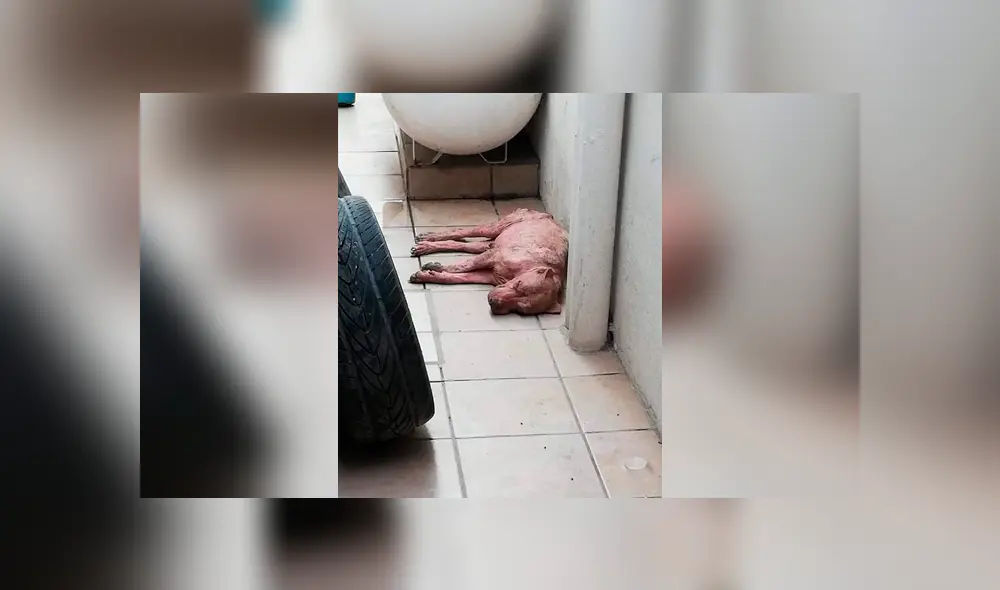 Desliza las imágenes hacia la izquierda para apreciar el terrible maltrato que vivió un perro callejero. Desliza las imágenes hacia la izquierda para apreciar el terrible maltrato que vivió un perro callejero.