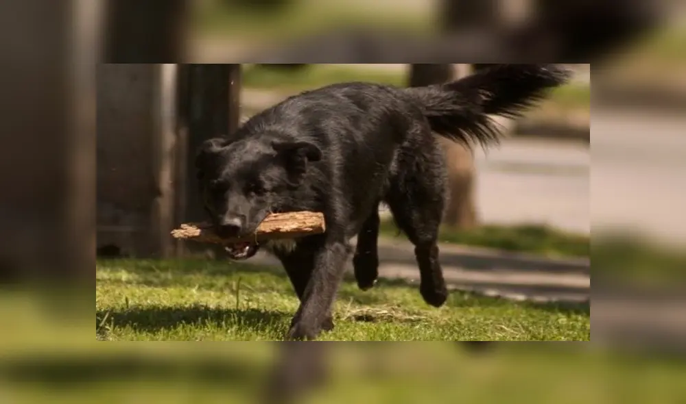 Facebook viral: niños sorprenden al pedirle a hombre permiso para que su perro pueda salir a jugar  [VIDEO]
