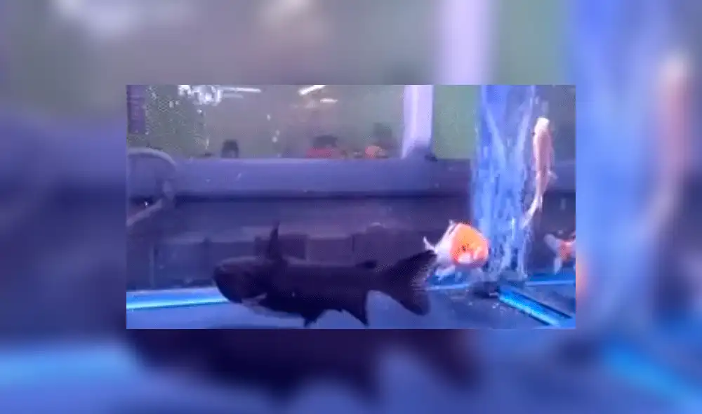 YouTube: el increíble momento en el que un pez se come a otro del mismo tamaño [VIDEOS]