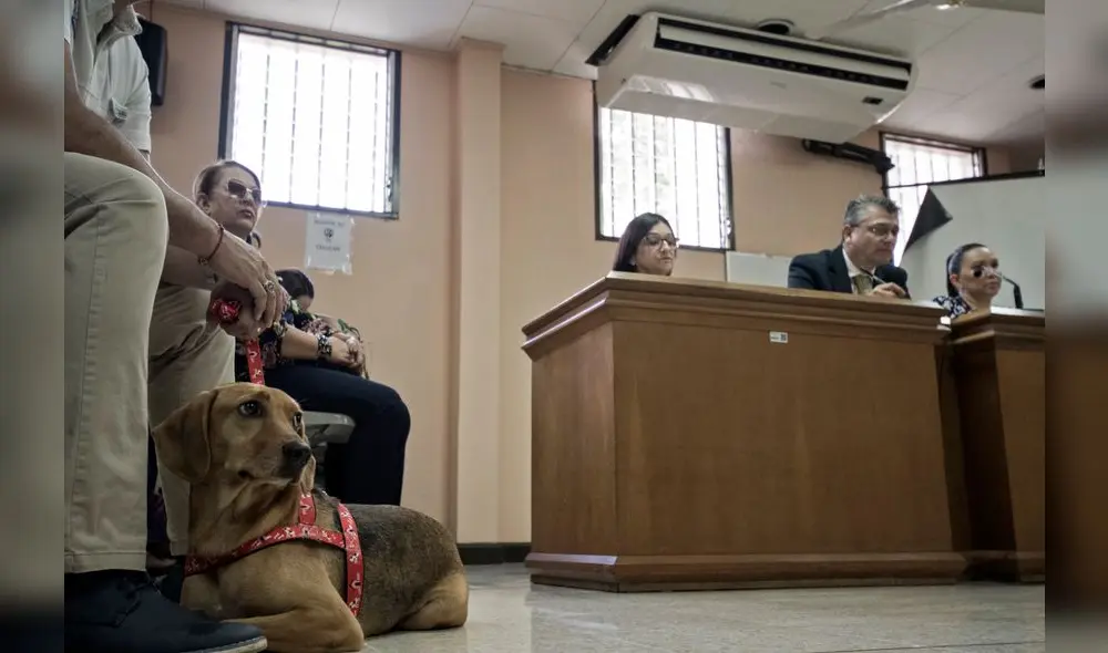 La exdueña de "Campeón", un tierno perro que fue maltratado cuando tenía tan solo seis meses, fue absuelta este viernes. Foto: La exdueña de "Campeón", un tierno perro que fue maltratado cuando tenía tan solo seis meses, fue absuelta este viernes. Foto: