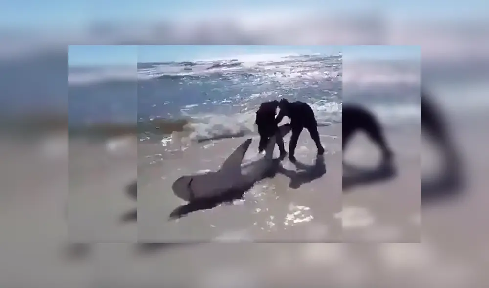 En YouTube, unos valientes hombres no dudaron en brindar ayuda a un peligroso tiburón para que regrese al mar. En YouTube, unos valientes hombres no dudaron en brindar ayuda a un peligroso tiburón para que regrese al mar.