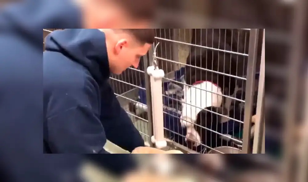 Facebook: Perros de un albergue fueron sorprendidos con increíbles regalos [VIDEO]