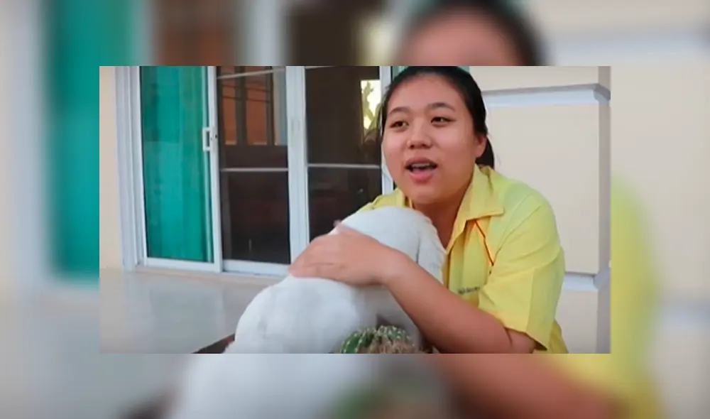 La enorme rata no permitió que el gato lo muerda y lo atacó en varias ocasiones. Foto: captura. La enorme rata no permitió que el gato lo muerda y lo atacó en varias ocasiones. Foto: captura.