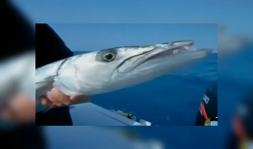 En YouTube se compartió el aterrador hallazgo que hizo un pescador dentro del río. En YouTube se compartió el aterrador hallazgo que hizo un pescador dentro del río.