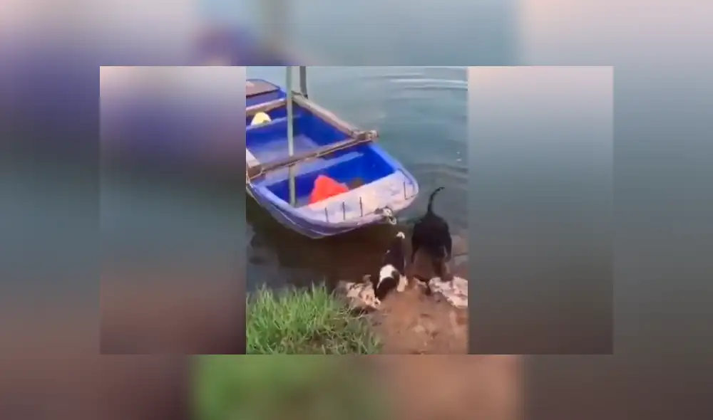 Perro ve a su ‘amigo’ en peligro y hace lo impensado para rescatarlo [VIDEO]