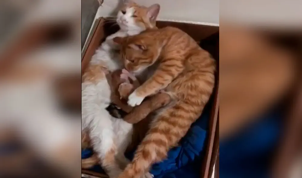 Desliza las imágenes para ver el tierno momento en que un joven conoce a las crías de sus adoradas mascotas. Foto: captura de Facebook Desliza las imágenes para ver el tierno momento en que un joven conoce a las crías de sus adoradas mascotas. Foto: captura de Facebook