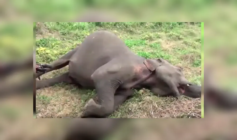 La impactante escena fue registrada en una conmovedora grabación que ha dado la vuelta al mundo La impactante escena fue registrada en una conmovedora grabación que ha dado la vuelta al mundo