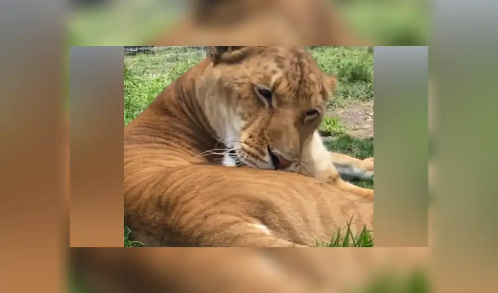Desliza hacia la izquierda para ver las imágenes del viral de YouTube. Fotocaptura: Black Jaguar While Tiger. Desliza hacia la izquierda para ver las imágenes del viral de YouTube. Fotocaptura: Black Jaguar While Tiger.