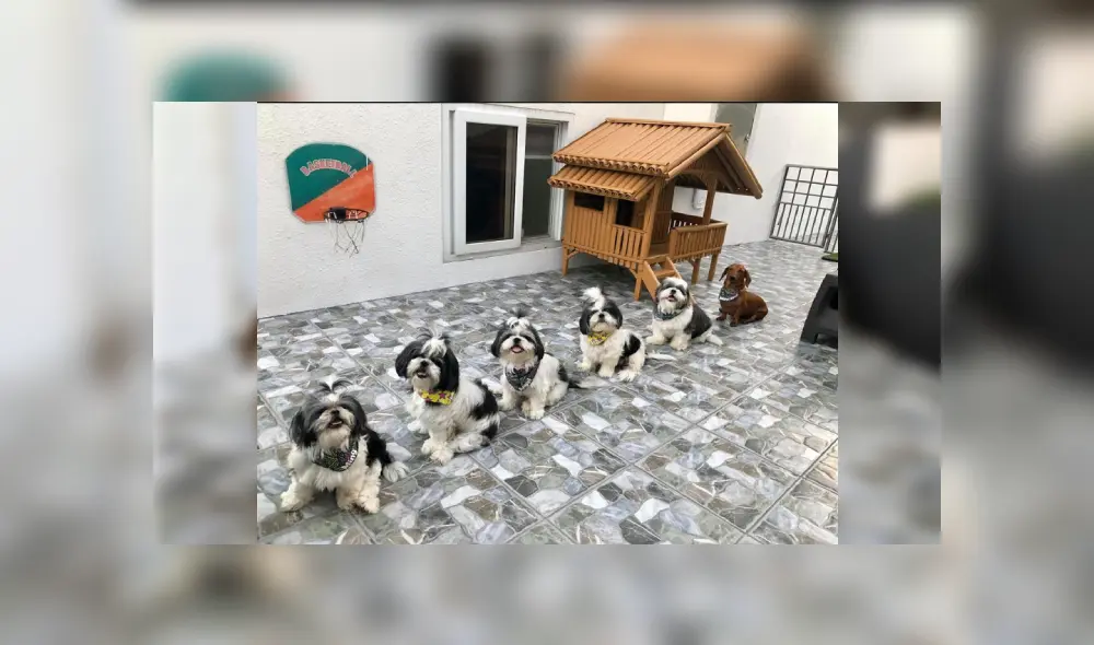 Desliza a la izquierda para ver más imágenes de estos obedientes cachorros que son virales en Facebook. Desliza a la izquierda para ver más imágenes de estos obedientes cachorros que son virales en Facebook.